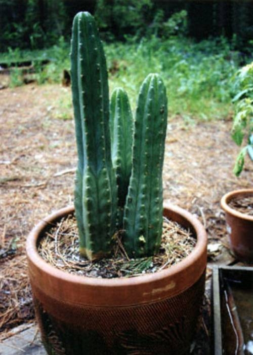 san pedro cactus achat