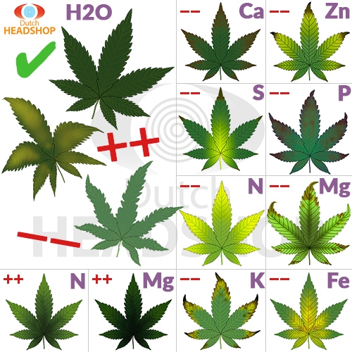 feuilles de cannabis