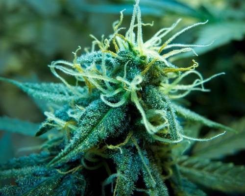 Plante de Cannabis Femelle en Floraison