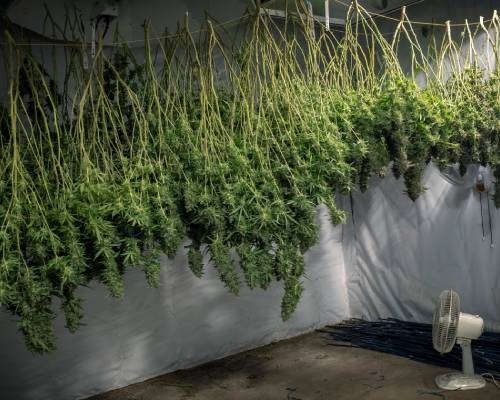 Comment Améliorer ma Récolte de Cannabis