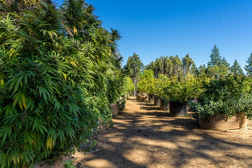 arbes des cannabis sur california