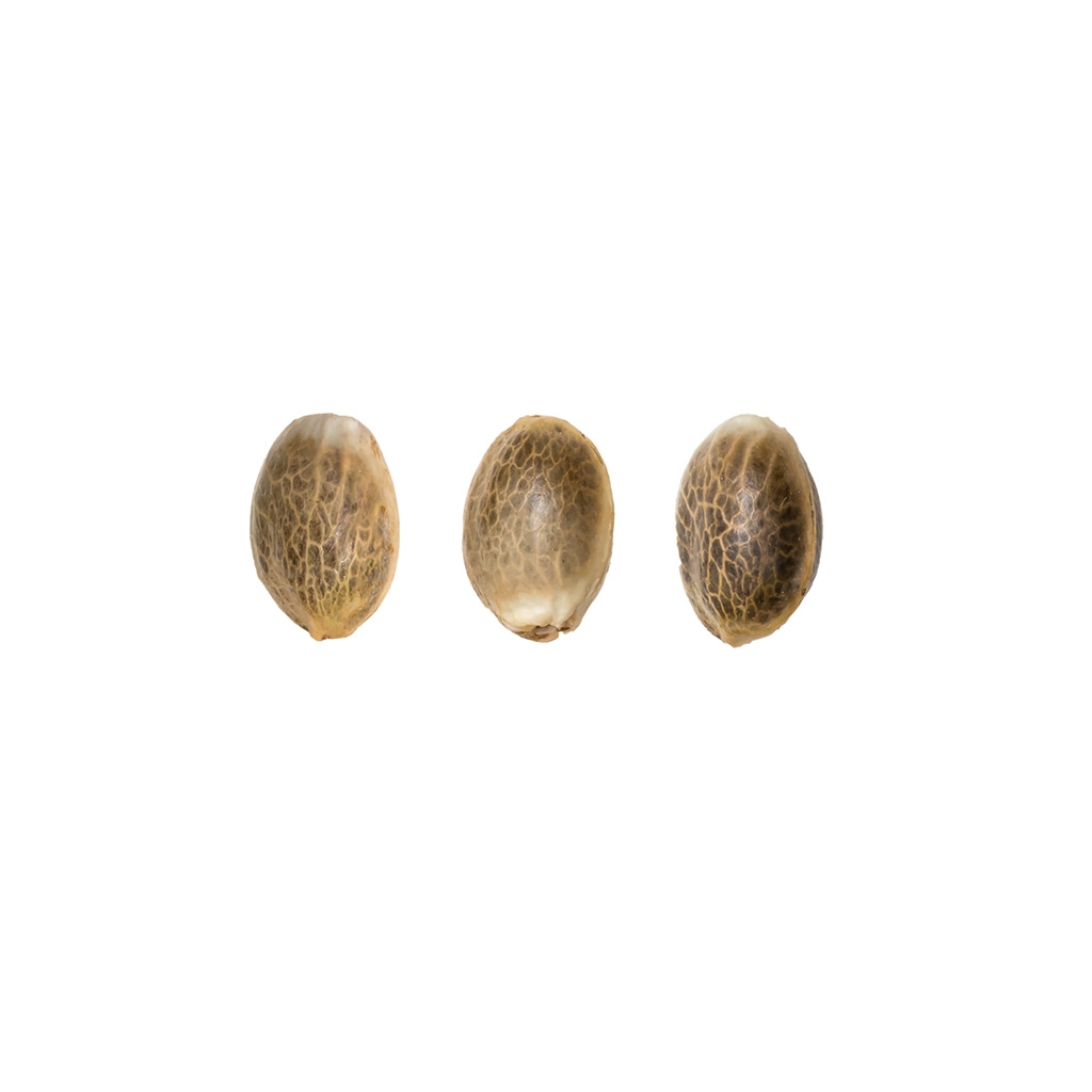 Bruce Banner Auto (Fast Buds) 3 graines
