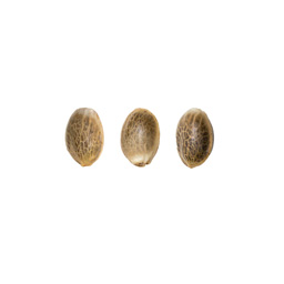 CBD Purple Grapefruit (Marque Privée) 3 Graines