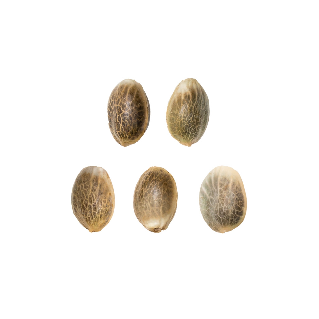 Dutch Dragon (Paradise Seeds) 5 graines
