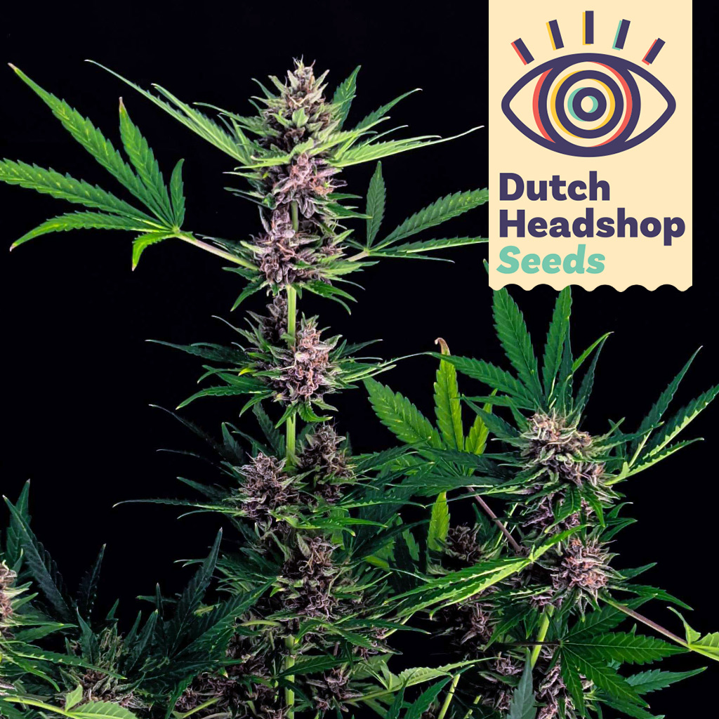 Dutch Headshop Growbucket Auto Amnesia Haze